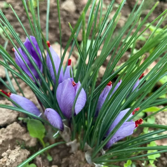 Safran_de_la_Vézère4