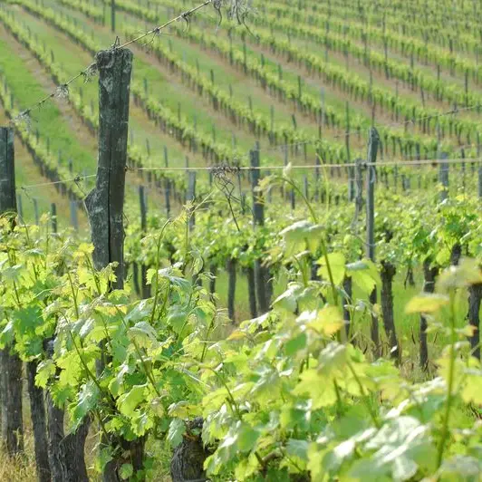 Siorac vignes