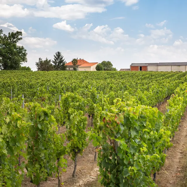 Château Siffle Merle Marcillac vignette