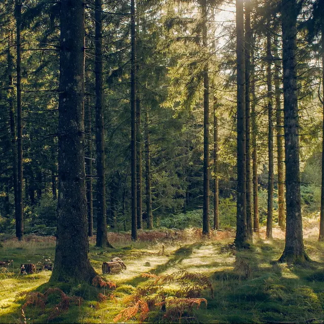 Sous-bois ©Little Grande R. Granchamps