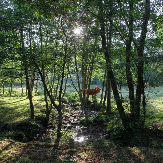 St_yrieix_nature-2016 (13)