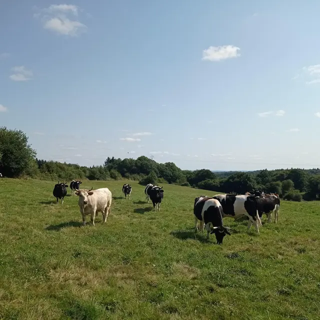 Vaches