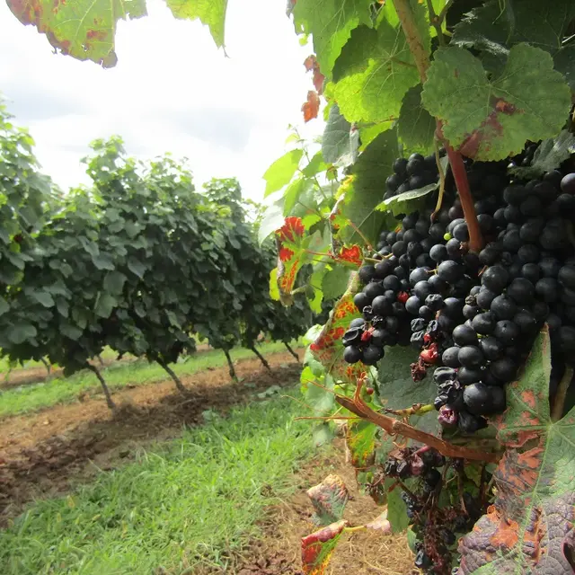 Vignes Poyanne
