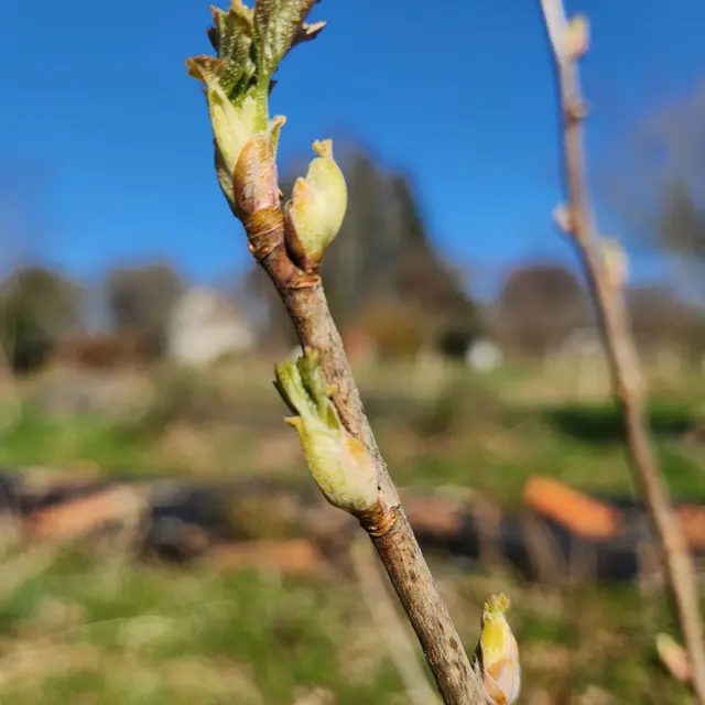 Cueillette des bourgeons