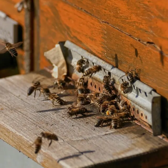 abeilles
