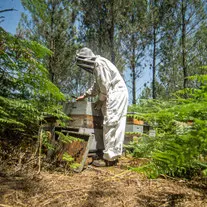 abeilles à la plage