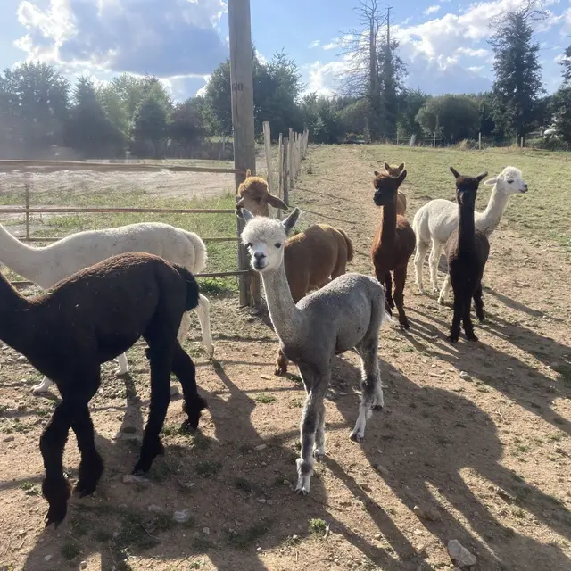 alpagas