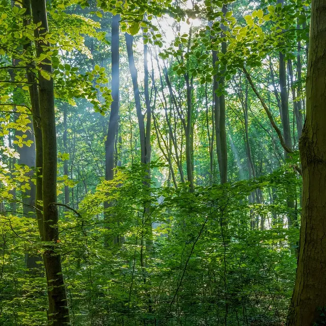 Forêt