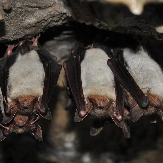 Chauve souris