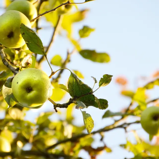 Pommier