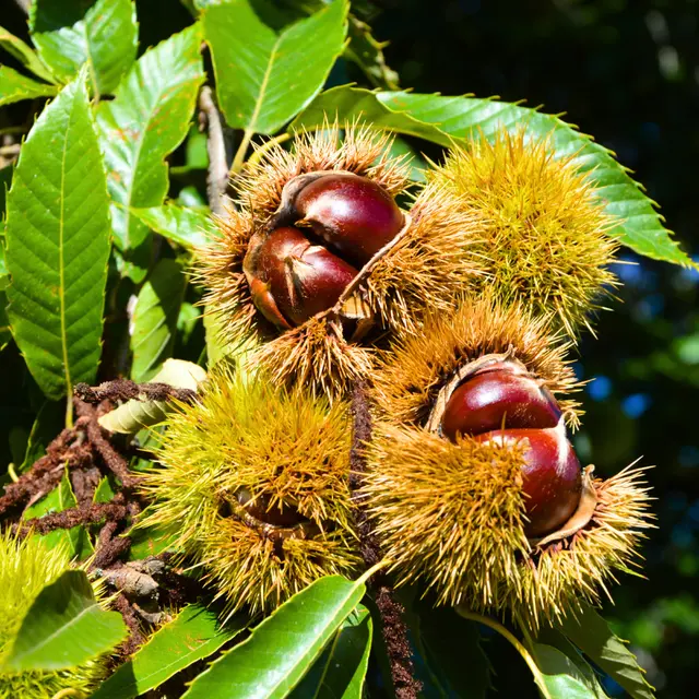 Le Châtaignier, de l'arbre à l'assiette