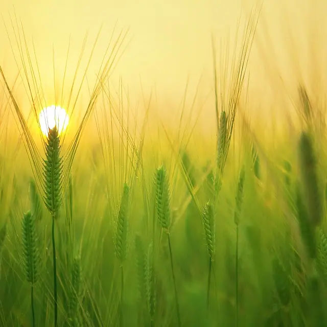 barley-field-1684052_960_720