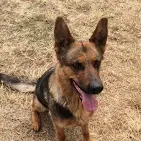 beauceronjpg