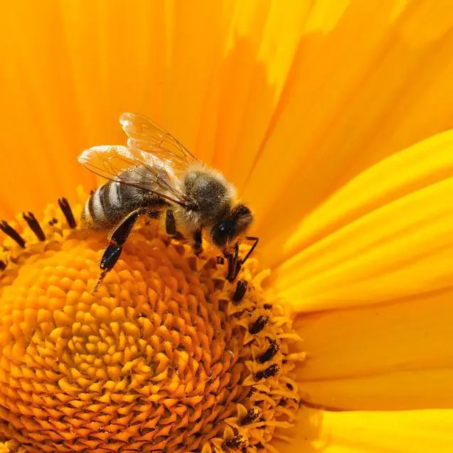 bee-170551_960_720