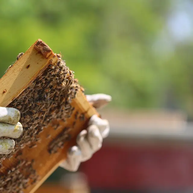 beekeeper-3661762_1280