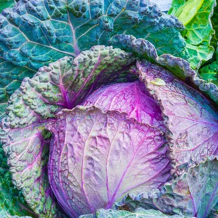cabbage-1078163_640