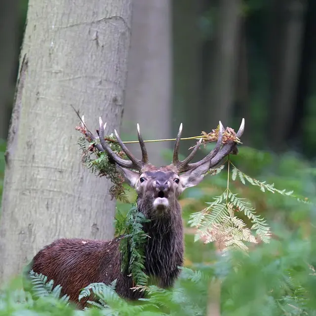 cerf_dgest_fnc_201900018