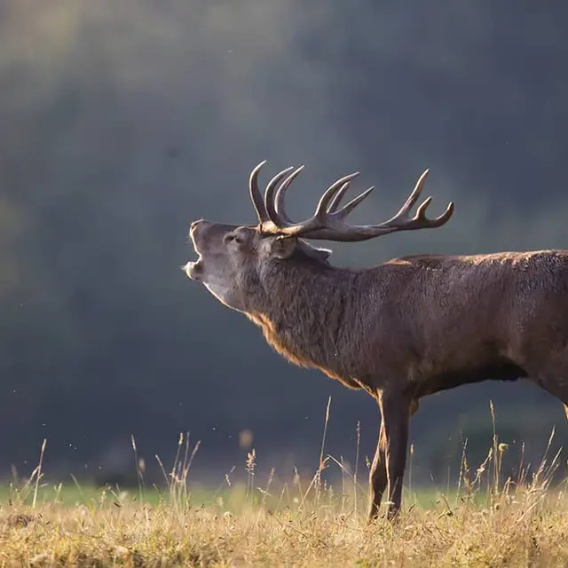 cerf-elaphe-brame (2)