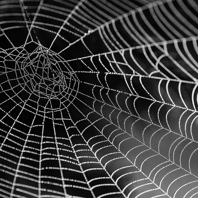 cobweb-921039_960_720