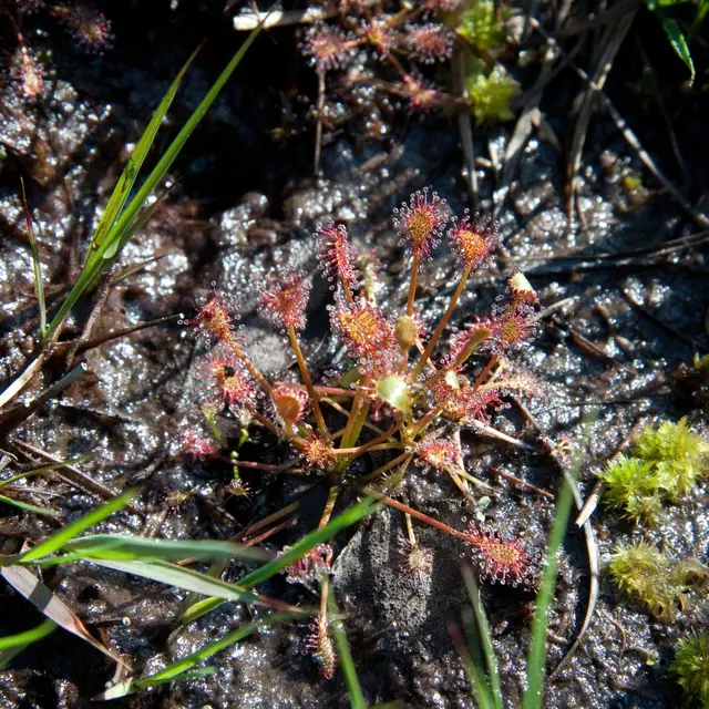Plante Drosera