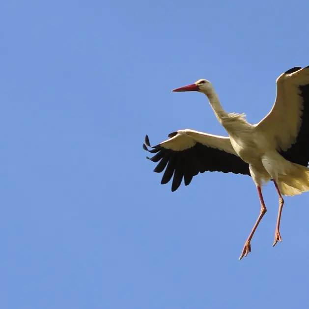 cygogne 2 10-03-21 @raduxpics