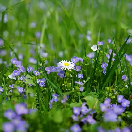 daisy-3102512_640