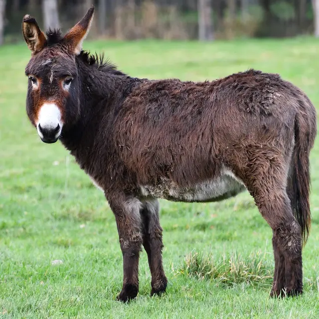 donkey-5872893_1280