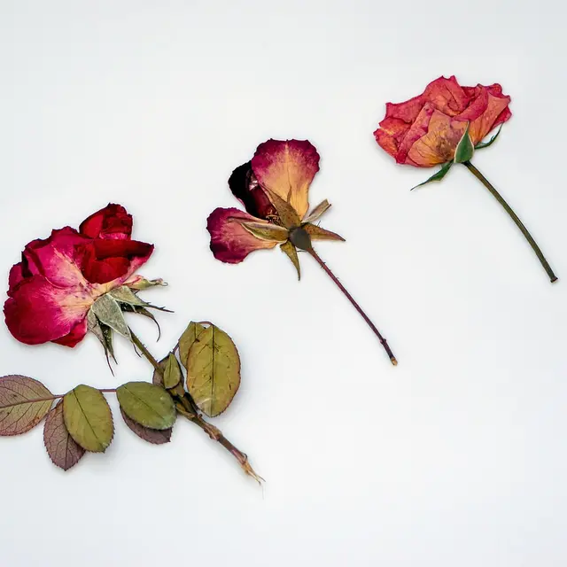 dried-roses