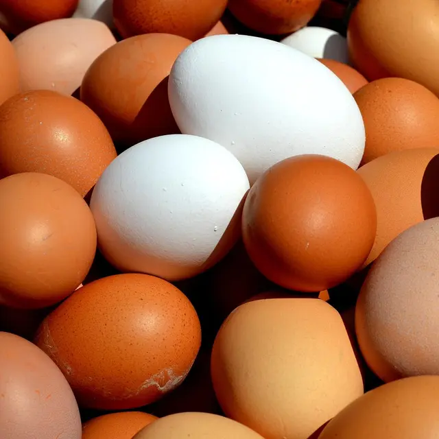 egg-2580904_1280
