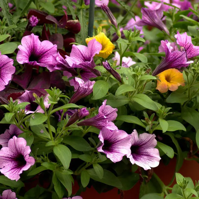Marché aux fleurs et plants de légumes