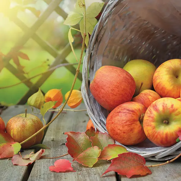 Fête du cidre