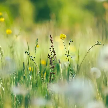fleurs