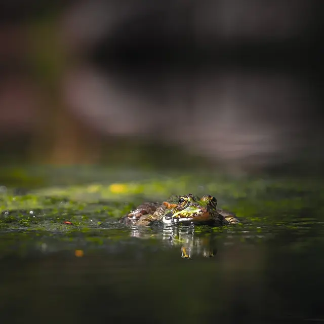 frog-4