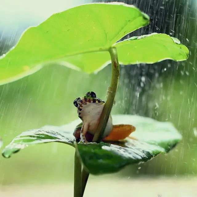 frog