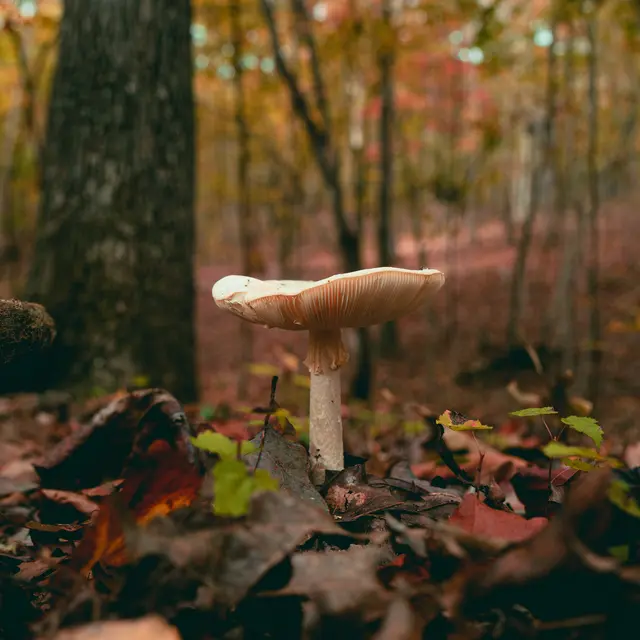 gros-plan-d-un-champignon-poussant-dans-la-foret