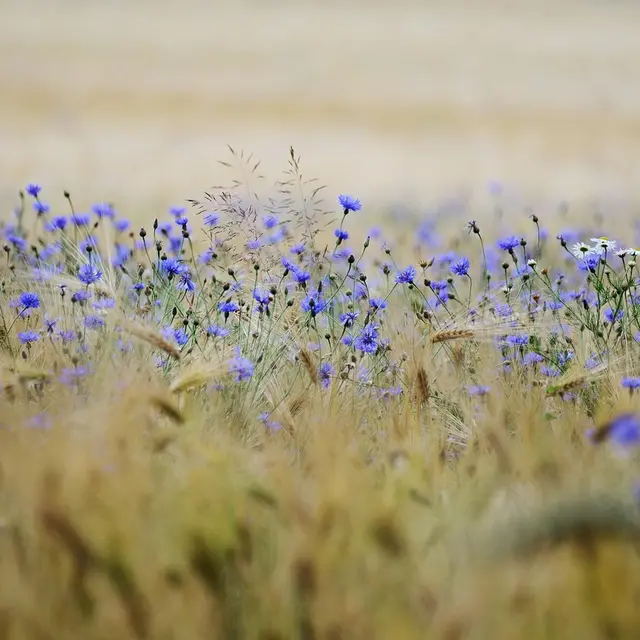 grain-