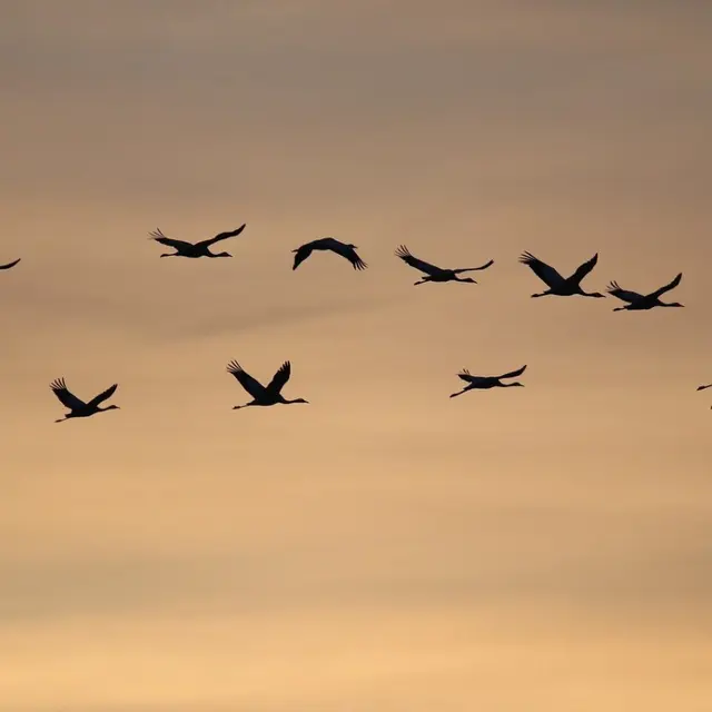 grues-cendrees©nathalieburblis