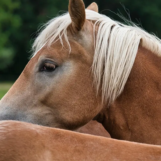 haflinger
