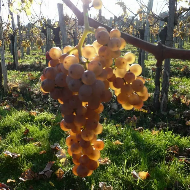 Domaine Haugarot - St Faust - raisin