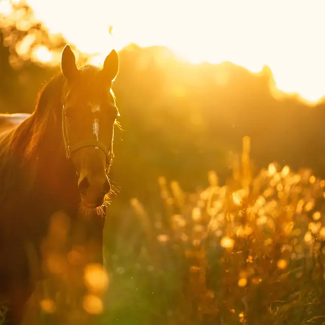 horse$