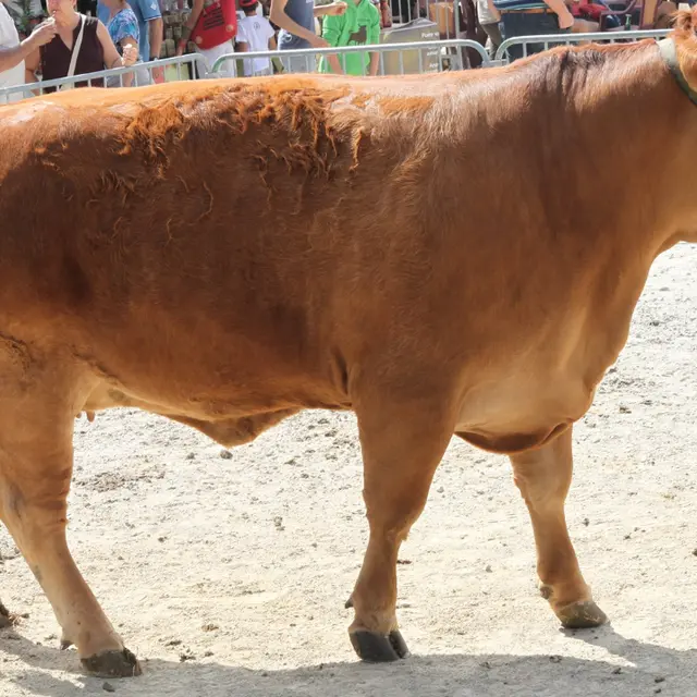 image vache