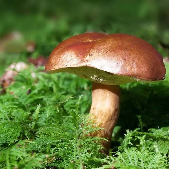 image champignons