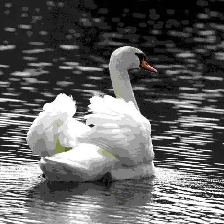 image cygne