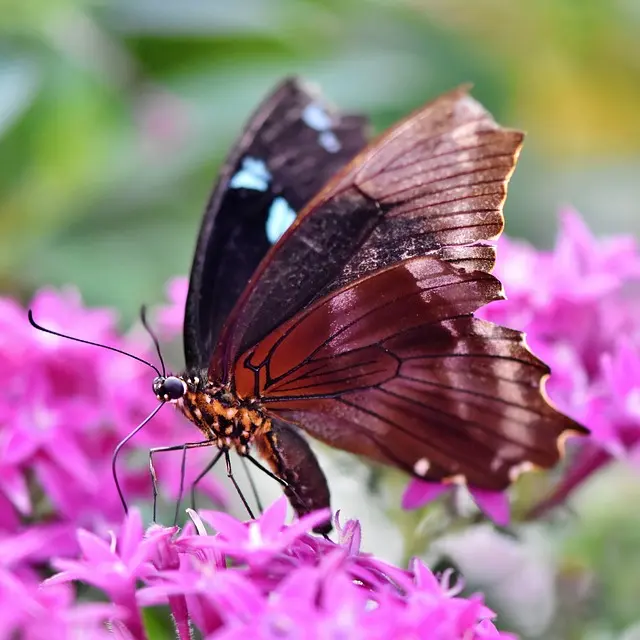 image insecte