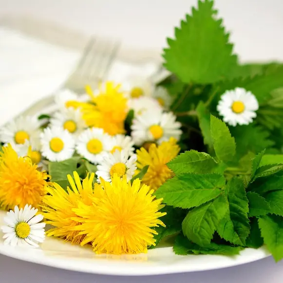image plantes comestibles