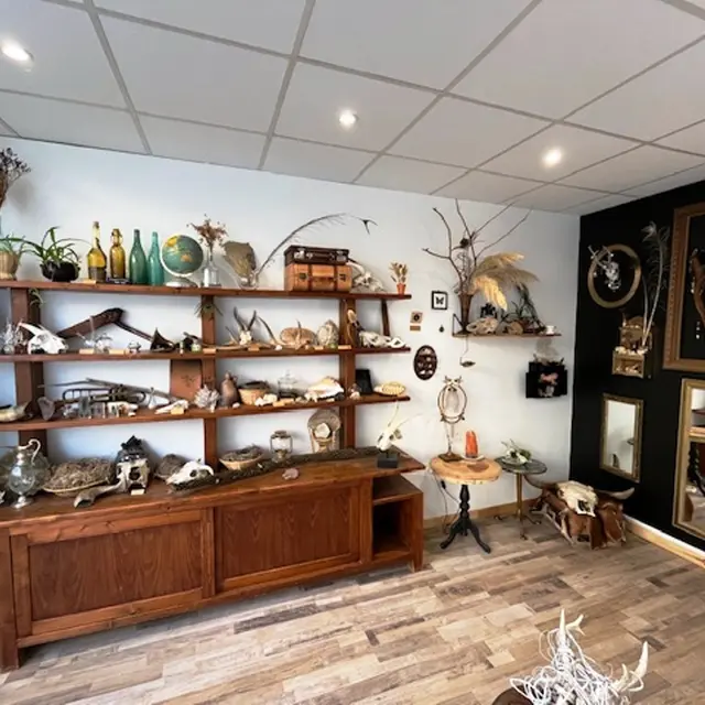 Cabinet de curiosités