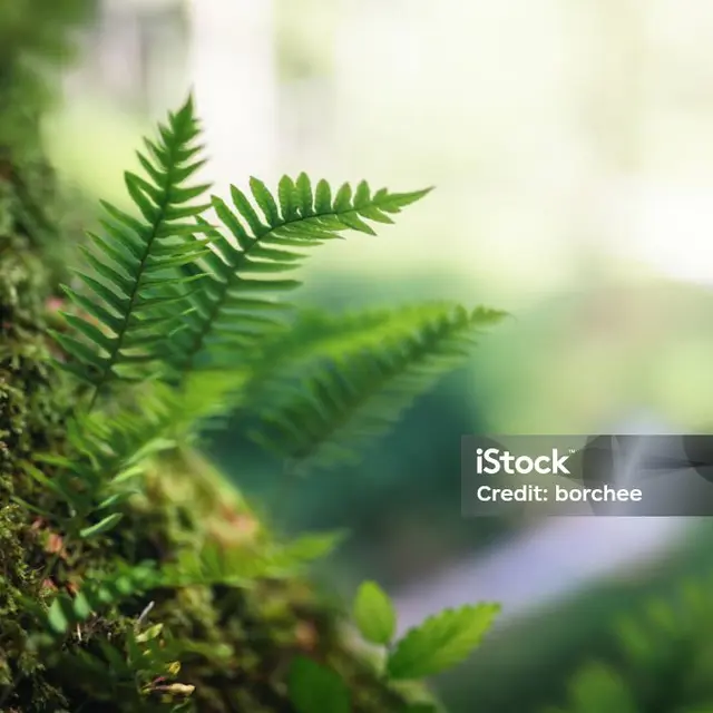 istockphoto-1916736269-1024x1024