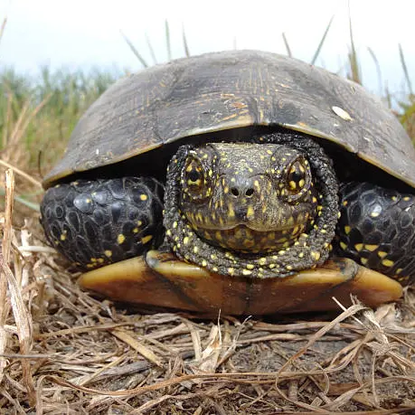 istockphoto-Cistude d'Europe
