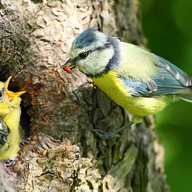 istockphoto-mésange