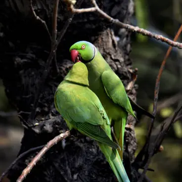 istockphoto-oiseaux exotiques